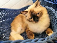 -momokira米努特·德文卷毛猫·棉花面纱犬