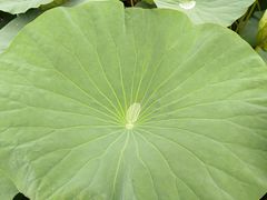 -白渔泡湿地公园