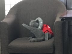 -佳雯宠物医院(四明中路分院)