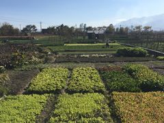 -翠田Green Field Kitchen