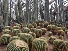 -南山植物园