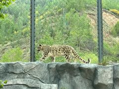 -青藏高原野生动物园