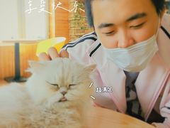 -猫的茶·猫咖