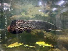 -泉州海丝野生动物世界