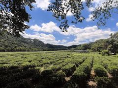 -中国茶叶博物馆(双峰馆区)
