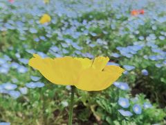 -上海滨江森林公园