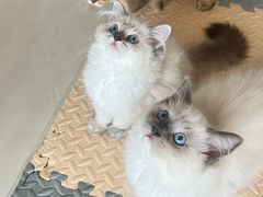 -珠海悠米米努特矮脚猫舍