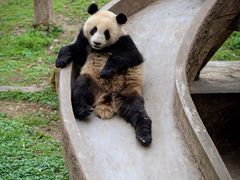 -中国大熊猫保护研究中心雅安碧峰峡基地