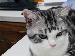 -心仪动物医院·牙专科·肿瘤·心脏科(西客站院)