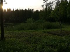 -黄海国家森林公园