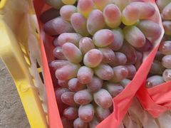 -马陆小张葡萄园农家乐