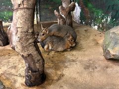 -正佳雨林生态植物园