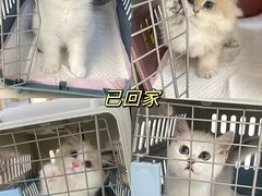 -lincat·猫舍(广州店)