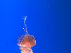 -江和美海洋公园