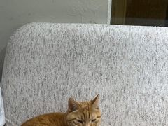 -藏猫猫咖啡主题馆(中央大道店)