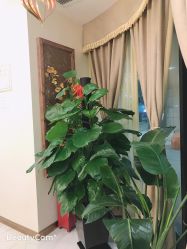 -芳朵美容养生SPA