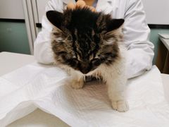 -中农大我爱我爱动物医院·核磁CT·猫病·24小时夜诊中心(石佛营店)