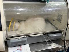 -瑞派名望志远动物医院·猫科·內科·异宠专科(直港大道店)