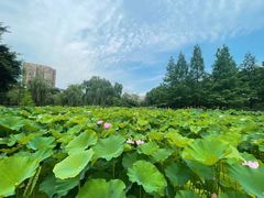 -沐仙湖湿地公园