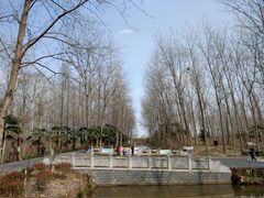 -合肥滨湖国家森林公园