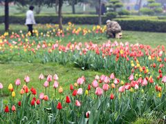 2Z0A5040-洛阳郁金香牡丹园