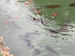 -趵突泉景区