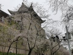 -武汉大学-樱园