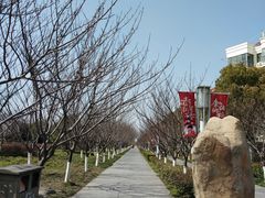 景点-高东镇樱花园