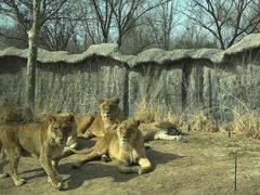 -北京野生动物园