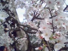 -武汉大学-樱园