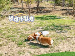-爪吧宠物乐园·宠物泳池(温榆河示范区店)