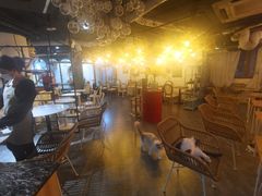 -共舞时光猫咖·狗咖(新街口店)