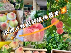 -老袁家蜜桃农场·阳山水蜜桃
