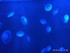 -暹罗海洋世界