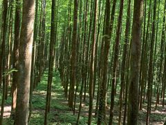 -山王坪喀斯特国家生态公园