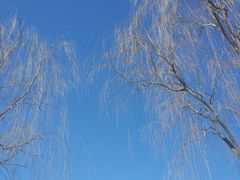 -大兴滨河森林公园