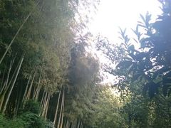 android_upload_pic-旺山景区