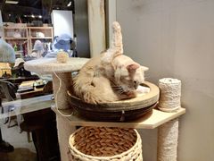 -小时光咖啡馆(开森度假森林店)