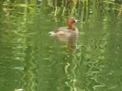 -西北湖绿化广场