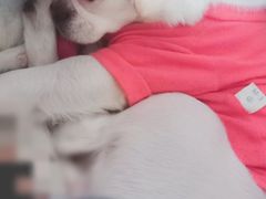 -宠颐生动物医院·心脏科·保险定点(锦阳分院)