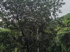 -火炉山森林公园