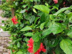 -徐鼎盛民间菜(上筑店)