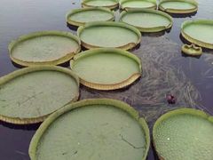-荷塘月色湿地公园·向阳花洲