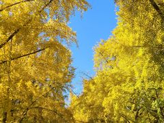 -三里屯东五街银杏大道