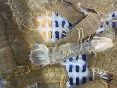-澜小宴·胶东海鲜烟台味(时光塔店)