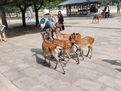 -奈良公园