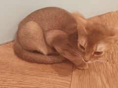 -猫小院猫主题餐厅(三里屯店)