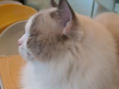 -有喵·猫咖·狗咖·30几只猫10只小狗(岗厦店)