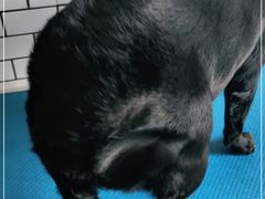 -趣玩宠物乐园寄养训犬训狗游泳池