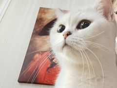 -猫小院猫主题餐厅(南锣旗舰店)